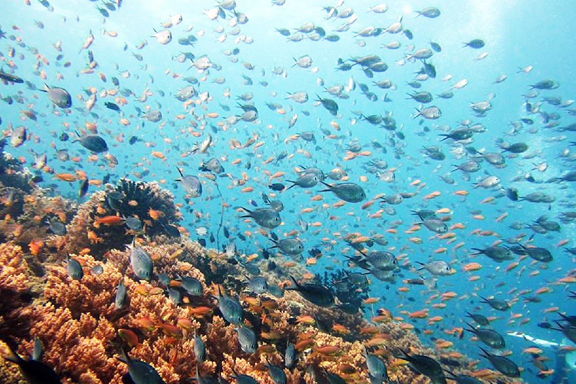 Moalboal Cebu Island Hopping and Canyoneering Experience RNzU8wCU
