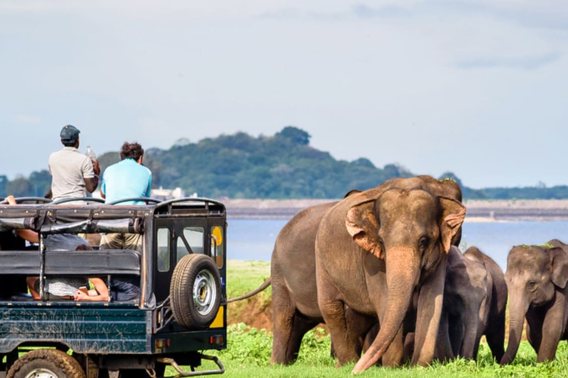 Udawalawe National Park Safari Experience from Mirissa ZfEohVSM-backdrop