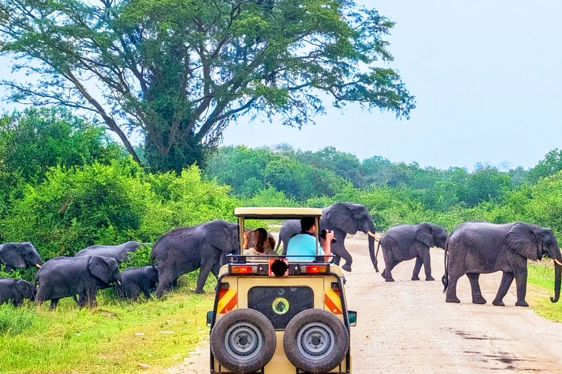 Yala National Park Safari Day Tour from Ella is6PwClZ