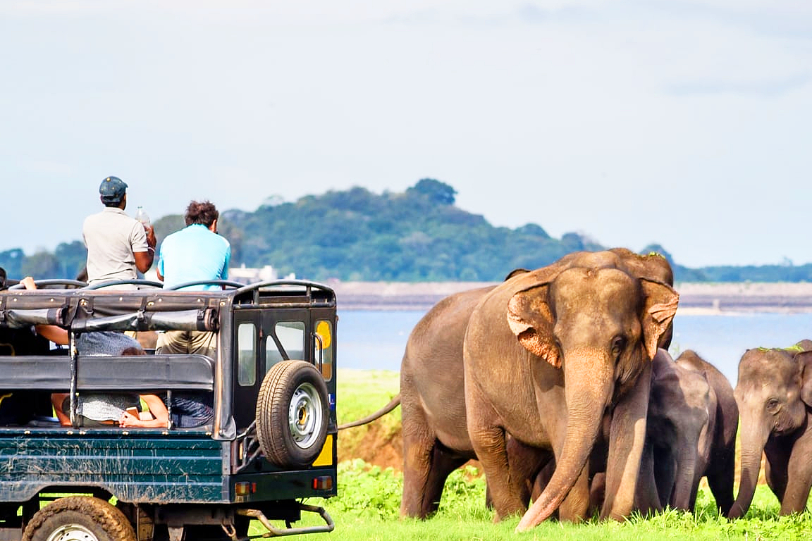 Yala National Park Safari Day Tour from Ella VQmShG0F-backdrop