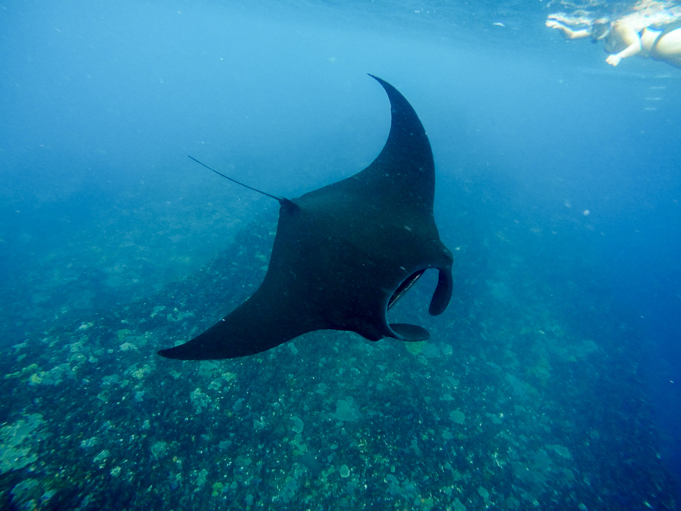 Combo Snorkeling & Nusa Penida Tour by Bali Best Adventure QULB8KQ9