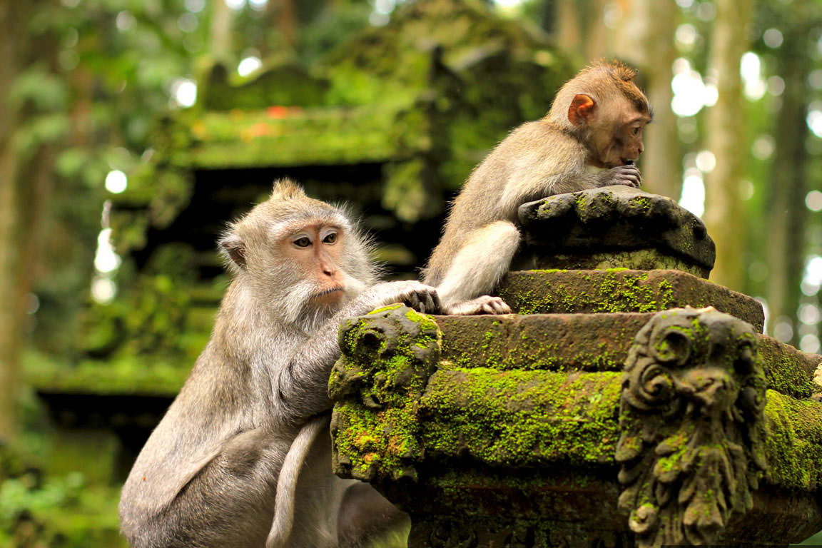 Honeymoon Package 4D3N by Bali Best Adventure EU7SLcwI