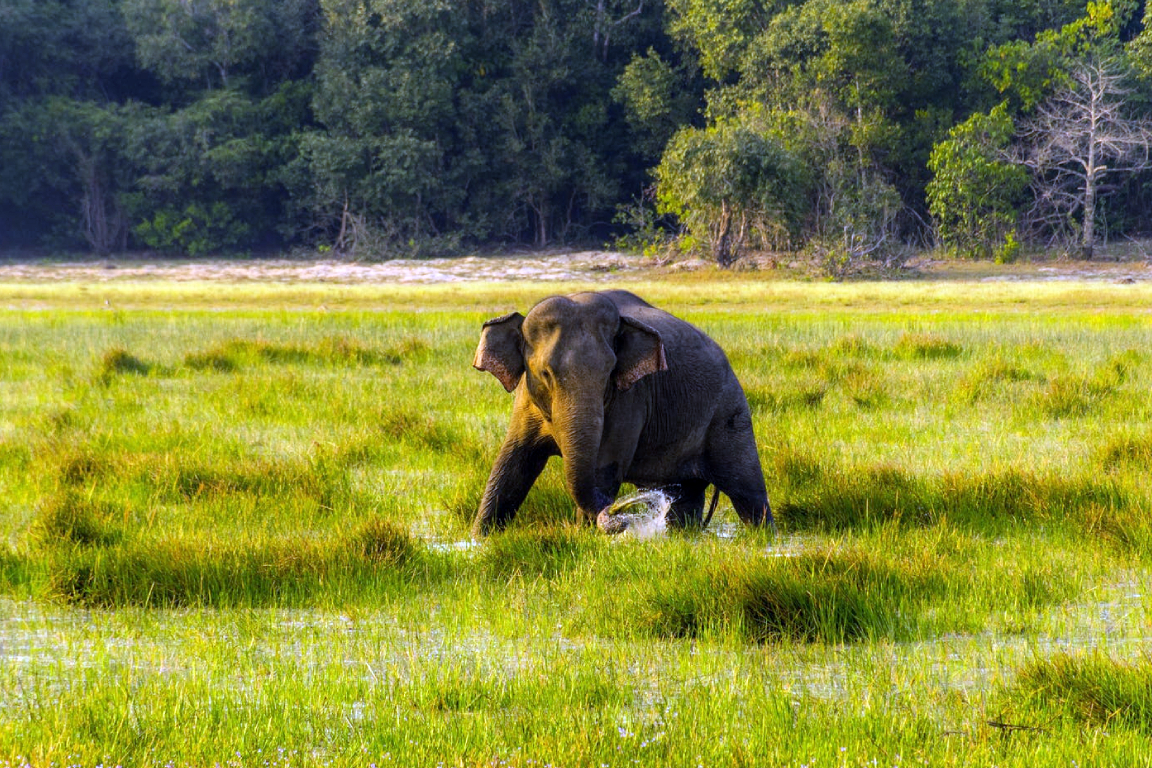 Wilpattu National Park Safari Drive from Trincomalee W62cClTR