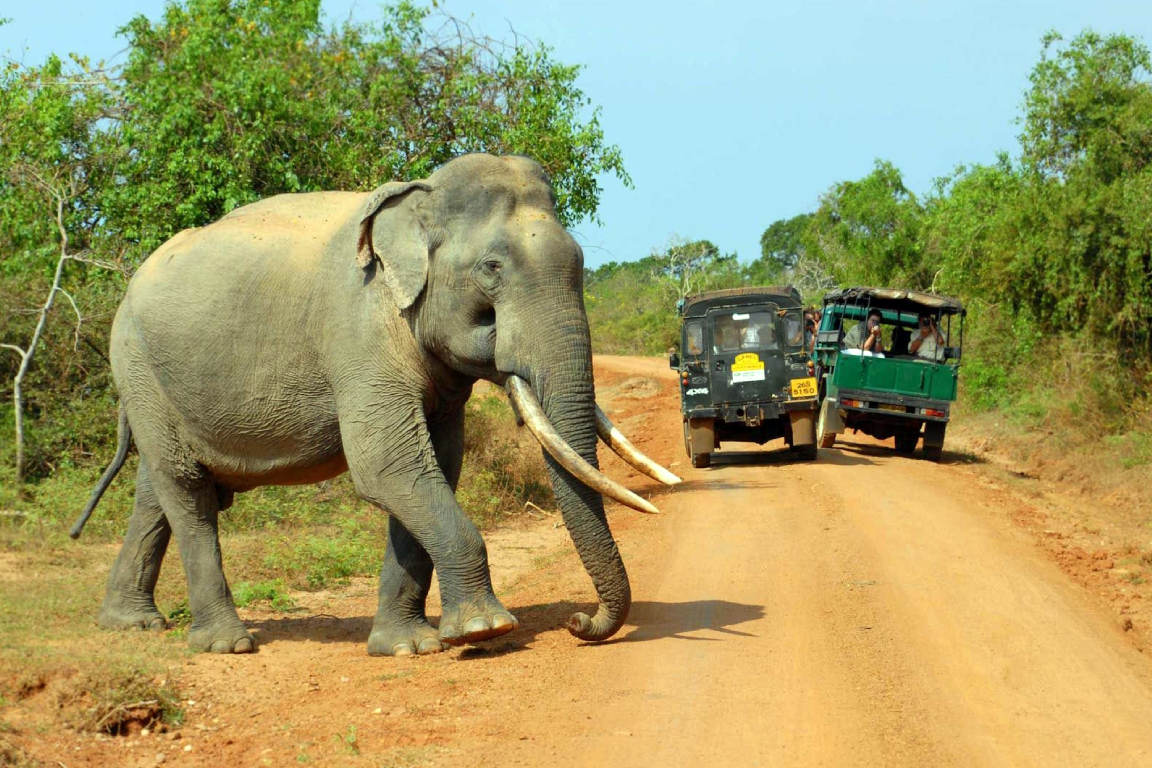 Wilpattu National Park Safari Drive from Trincomalee BvvnKp8M