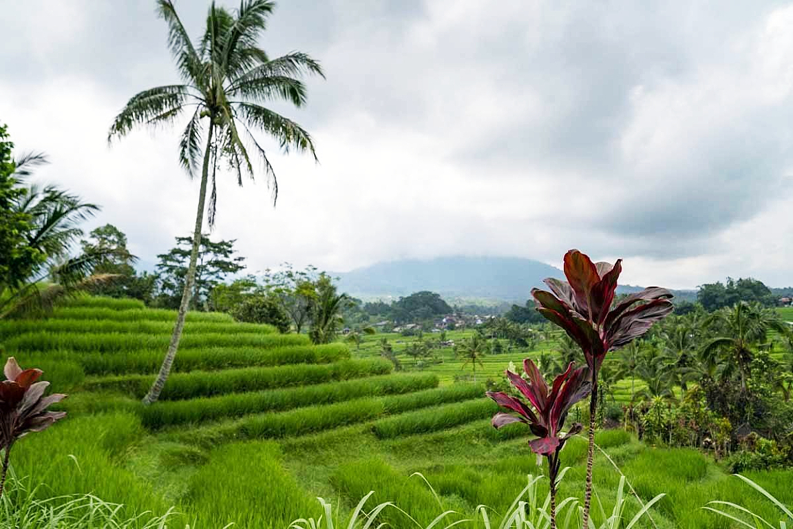 Iconic Jatiluwih Rice Terrace and Handara Gate Private Tour VR7XyLiC