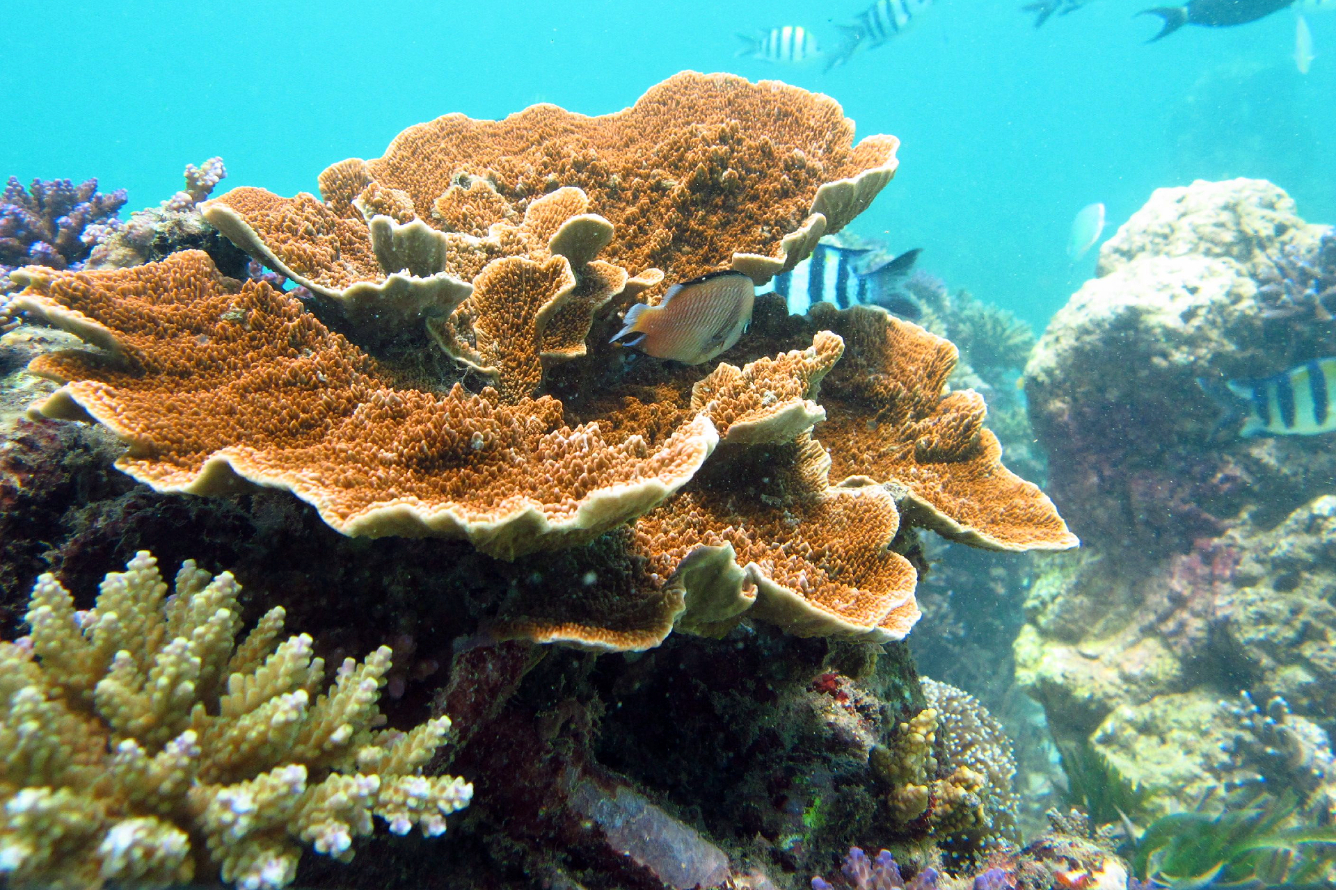 Snorkeling at Sanur Area 9vrmCfFU