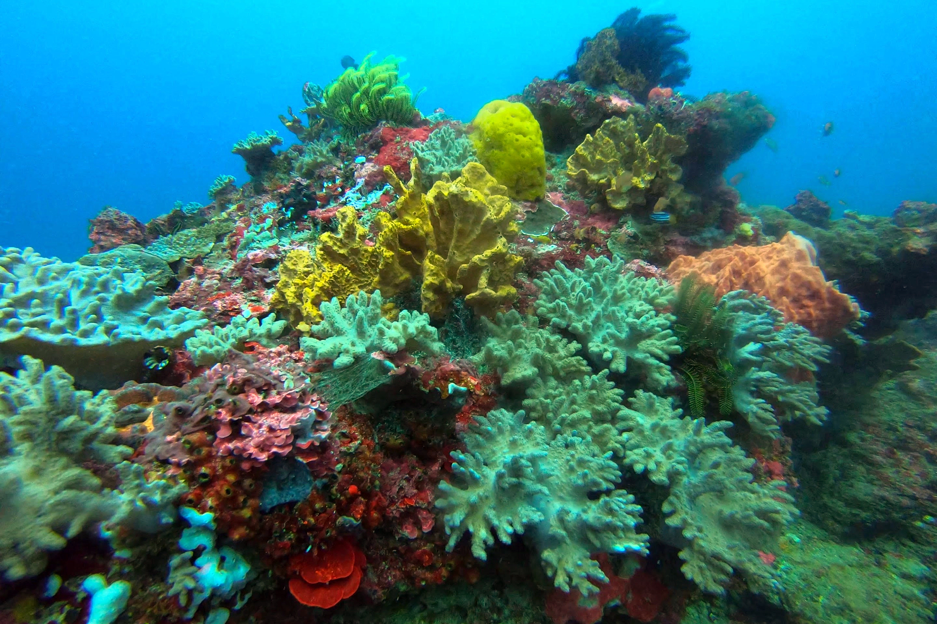 Snorkeling at Sanur Area g5APyw1N