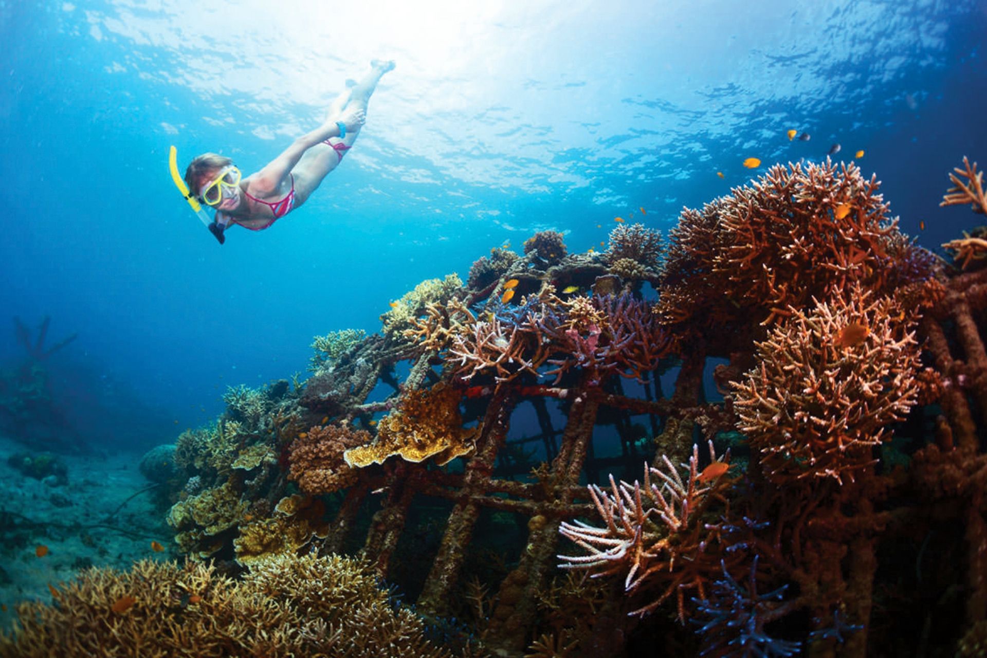 Snorkeling at Sanur Area s93uT1RG-backdrop