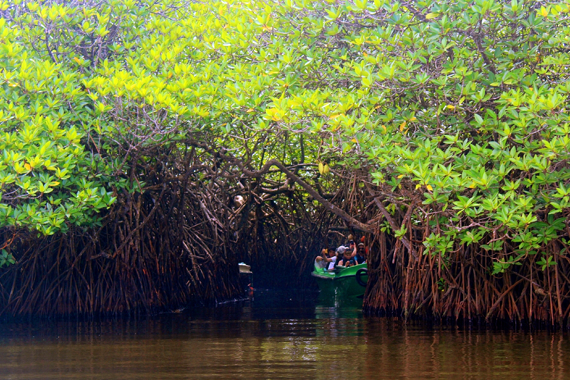 Mangrove River Safari Experience in Bentota LGKpGfwy-backdrop