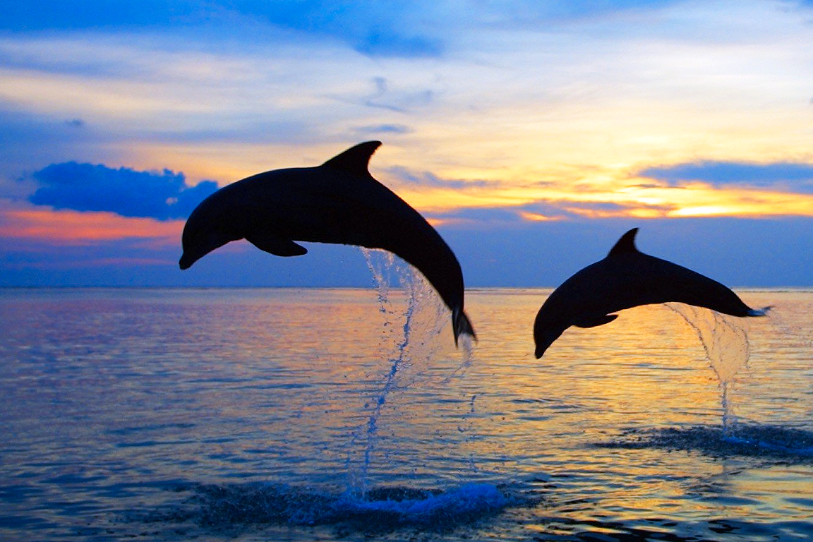 Beli Paket Dolphin Tour Lovina Promo Januari 2023 - Tiket.com