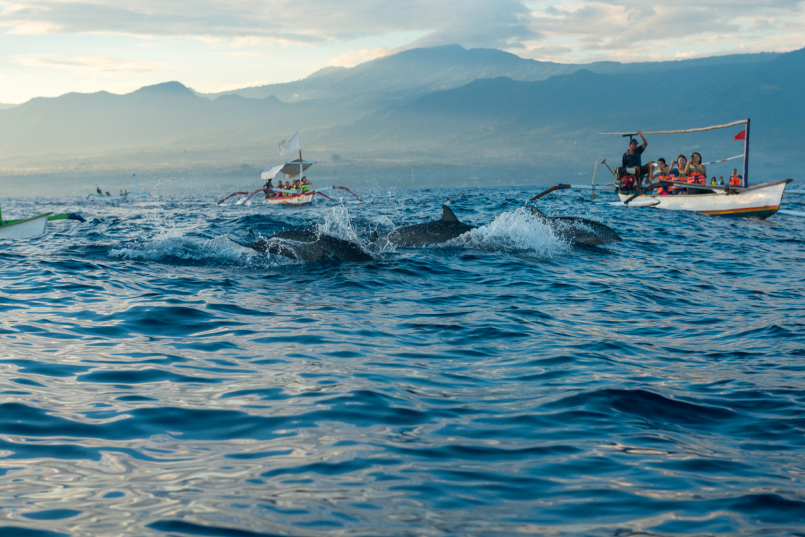 Bali Dolphin Watching and Ulun Danu Temple Private Day Trip s8zdn31I-backdrop