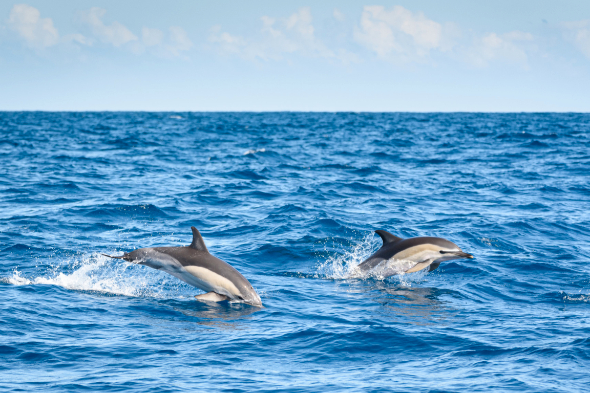 Bali Dolphin Watching and Ulun Danu Temple Private Day Trip 7gwWfo3l