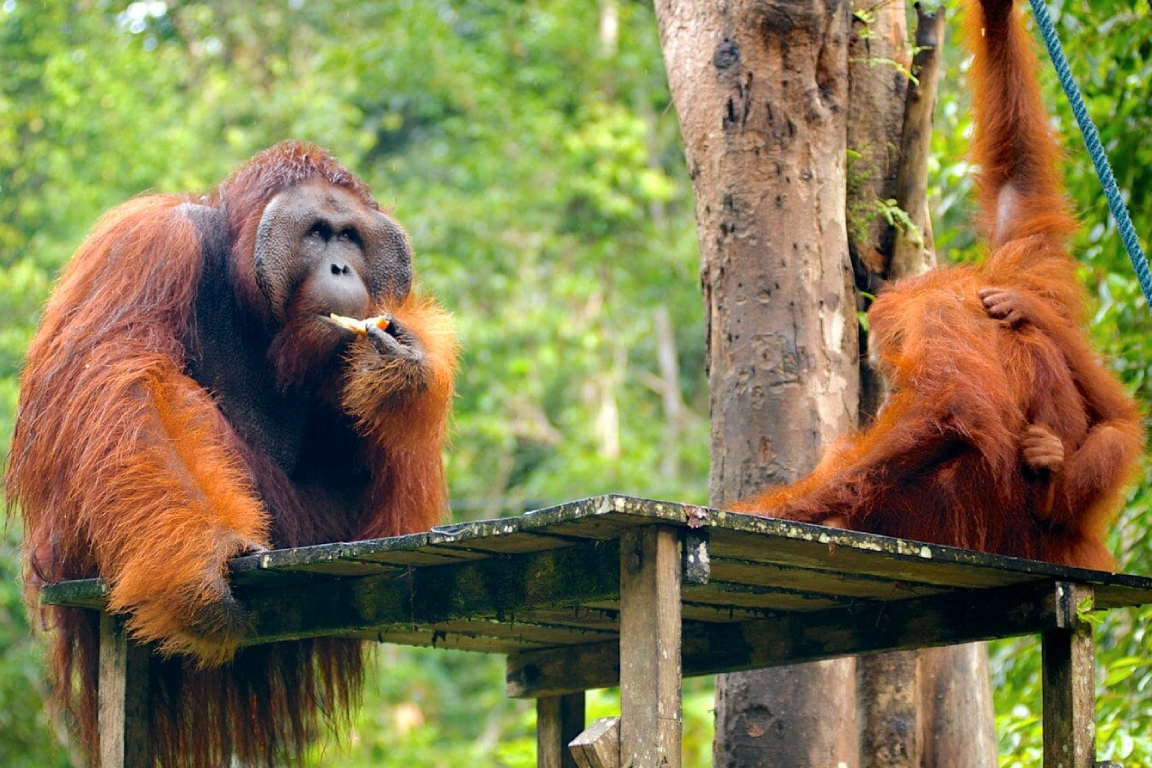 Semenggoh Wildlife Centre Half Day Trip from Kuching Tlel8U9y-backdrop