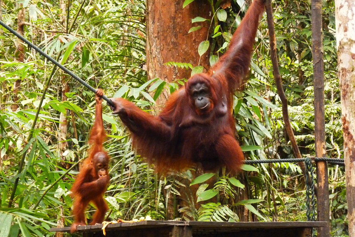 Semenggoh Wildlife Centre Half Day Trip from Kuching 2PMNlWaK