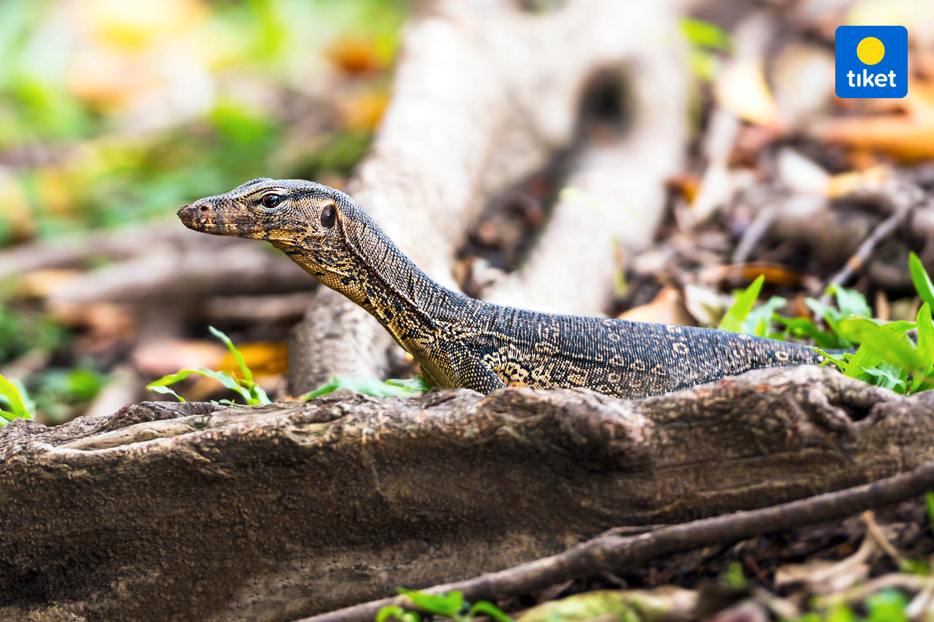 Komodo Private Charter by LastOne Tours fVSmZ7Ai