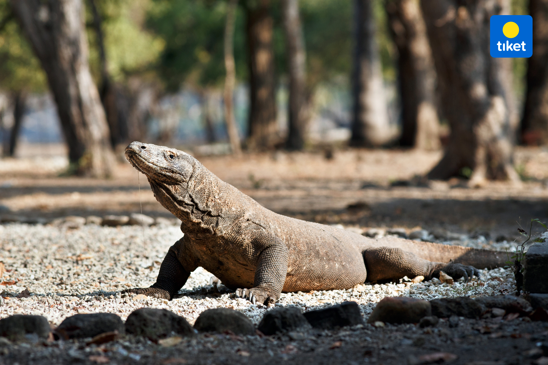 Komodo Private Charter by LastOne Tours xhmBZKyC