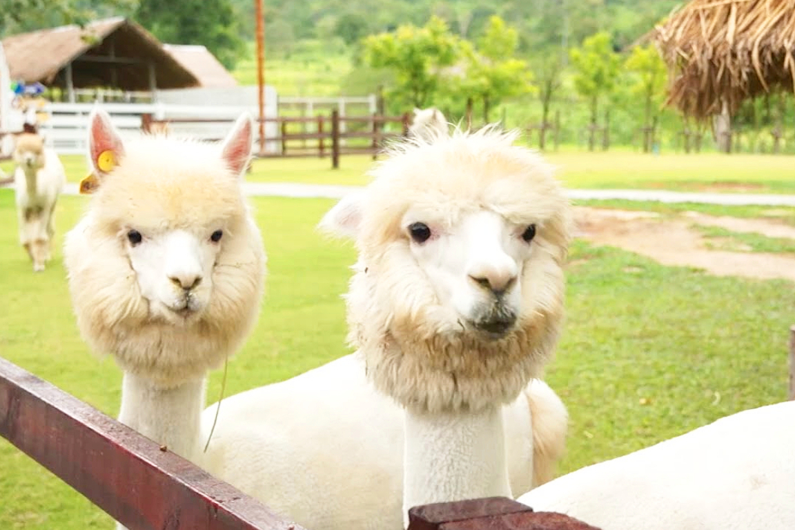Suan Phueng Custom Private Car Charter Trip from Bangkok okfKZsqQ