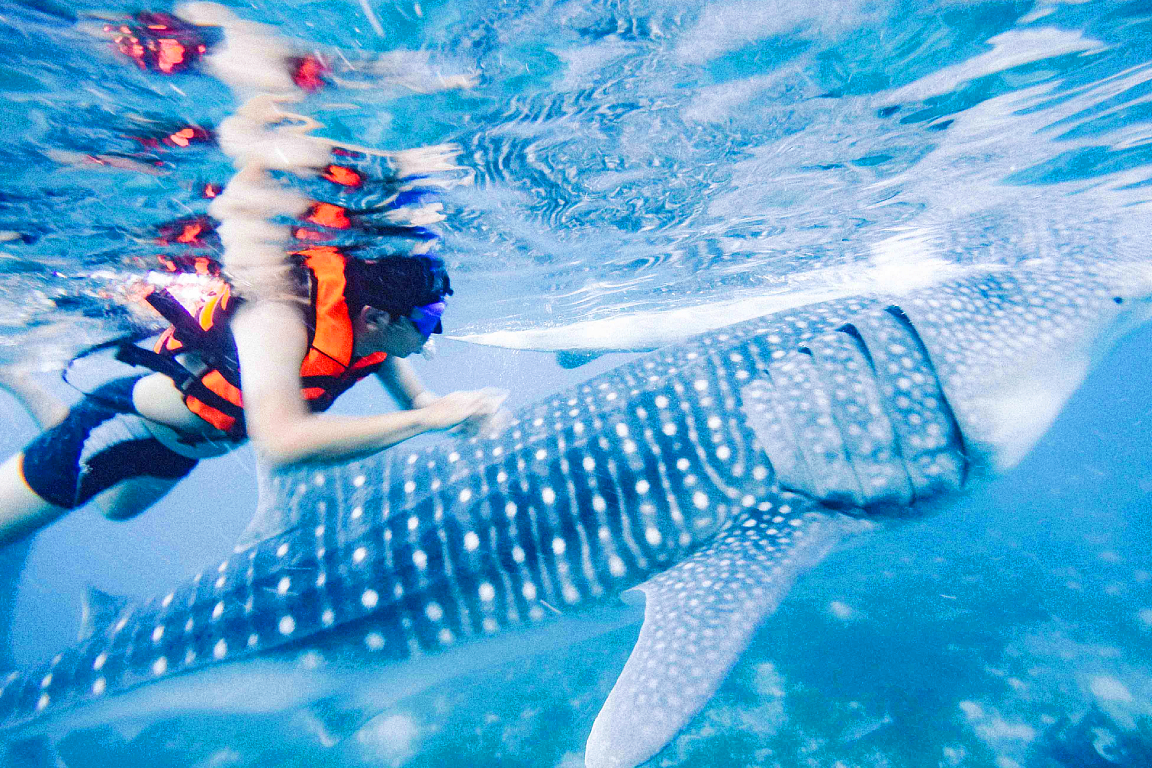 Oslob Whale Shark Watching Join In Day Tour from Cebu mfr2ReP4-backdrop