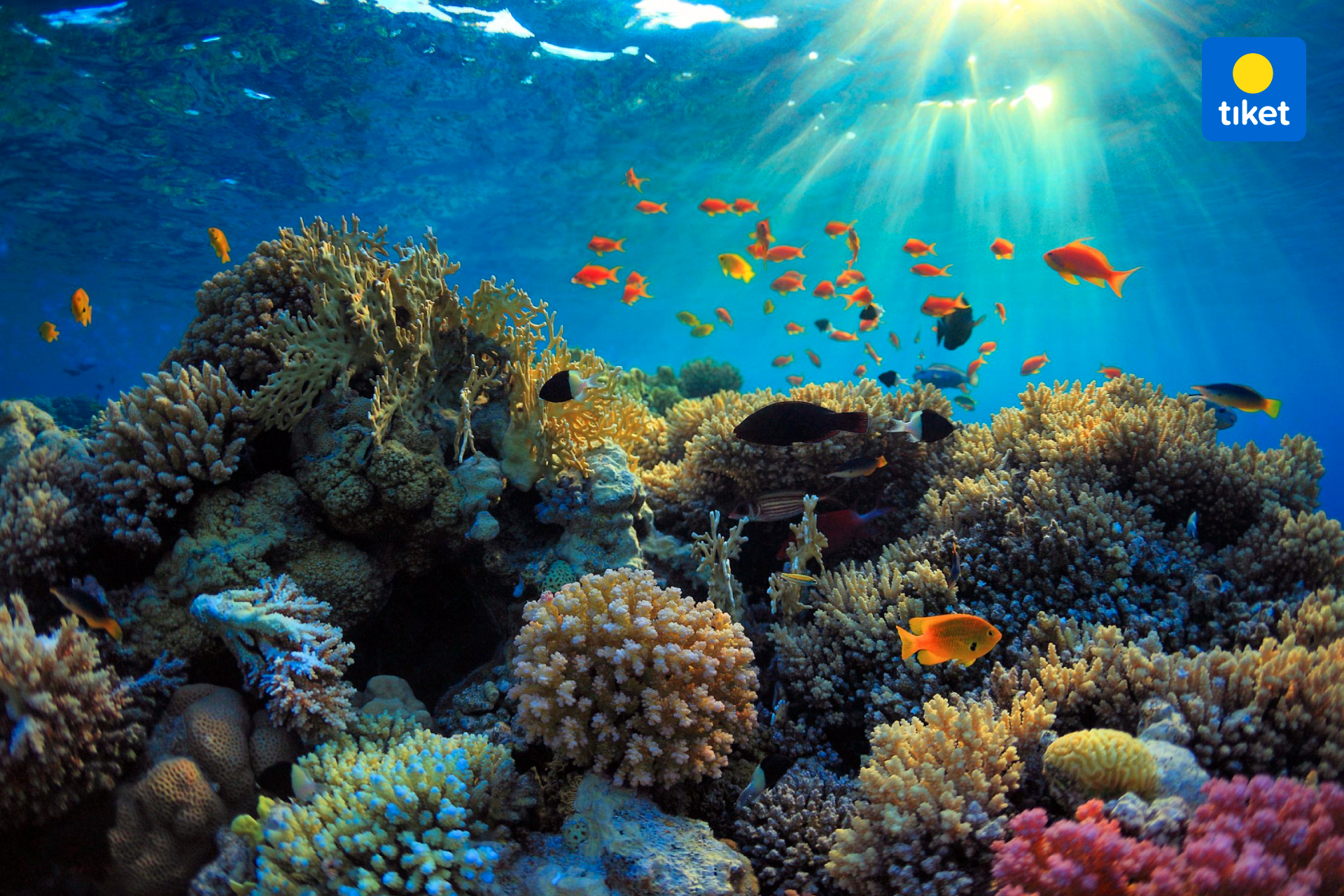 Snorkling Penida1.jpg