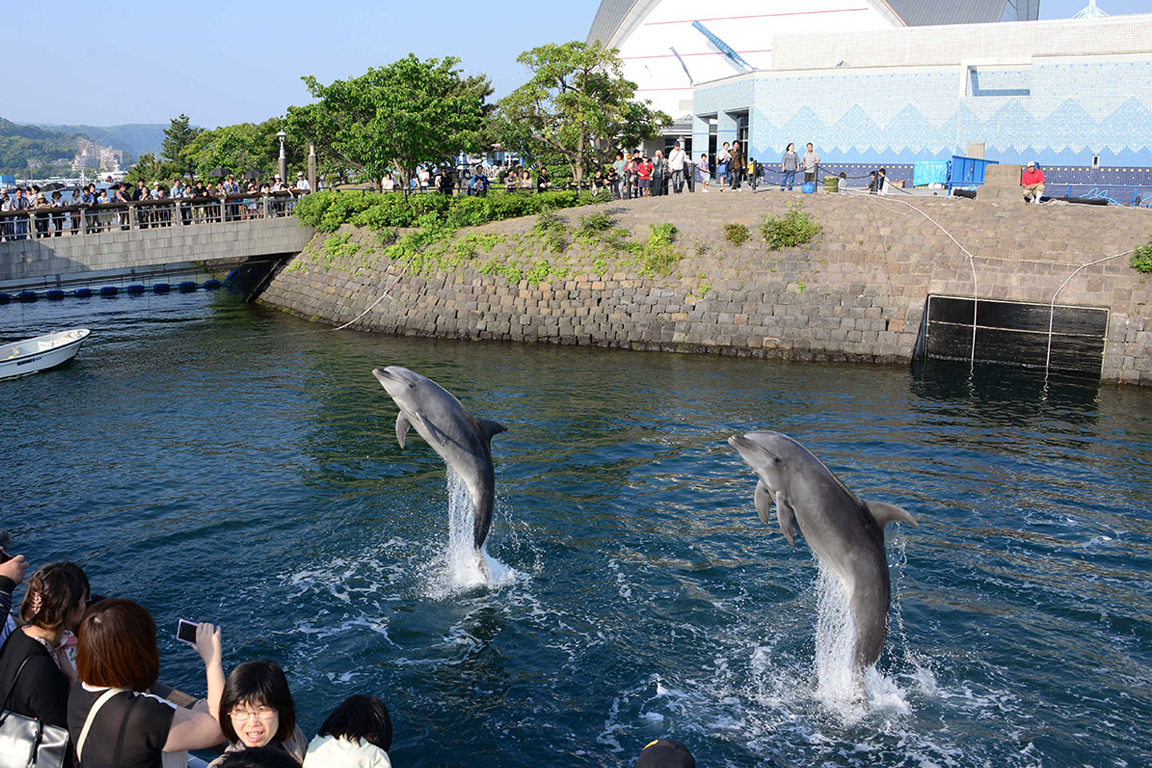 Kagoshima City Aquarium Ticket in Kyushu Y9D4BSL3