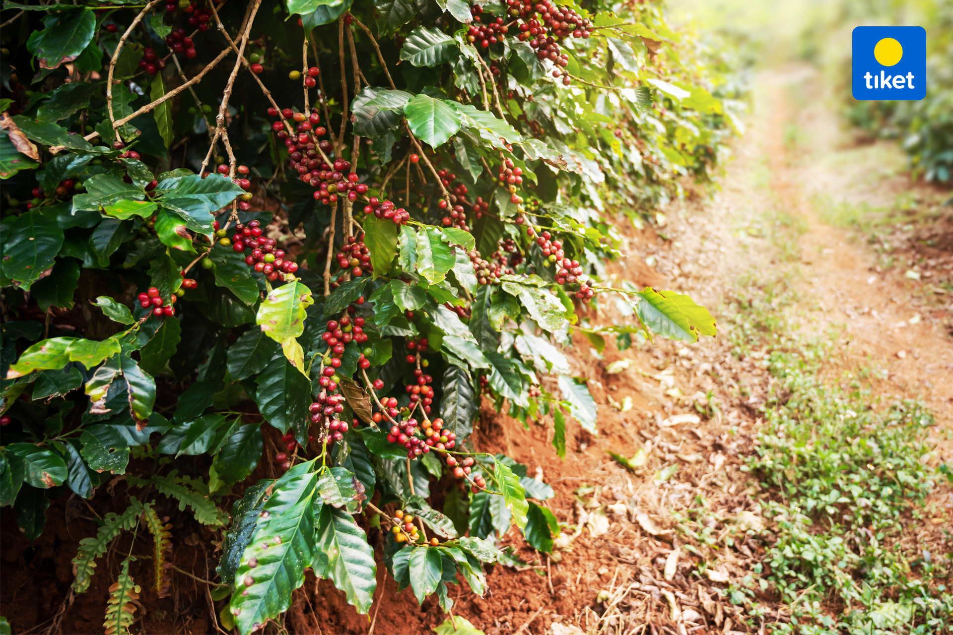 Coffee Plantation1.jpg