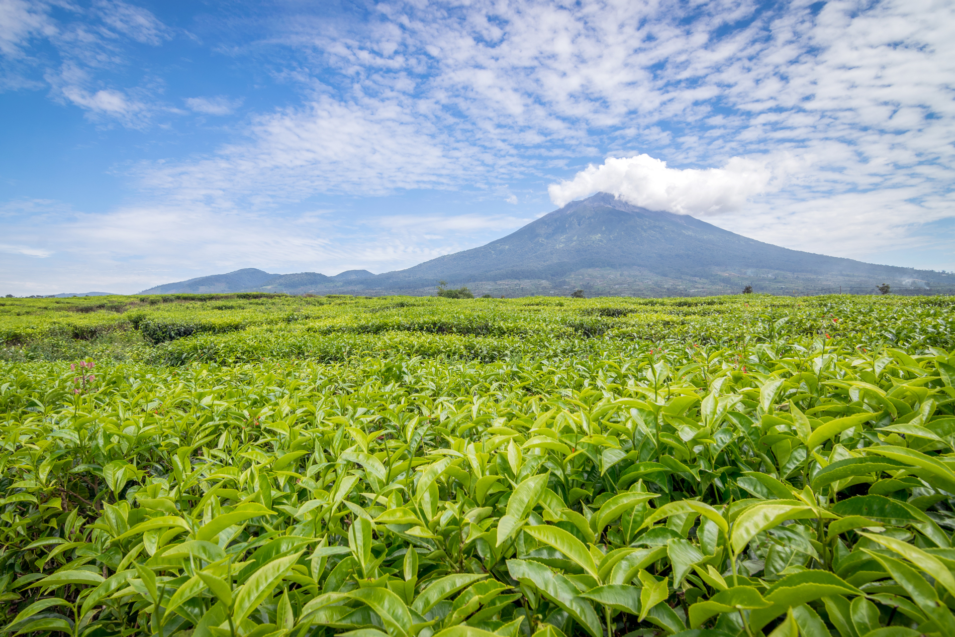 Open Trip Gunung Kerinci by Barameru Adventure Indonesia zrv0wQIE
