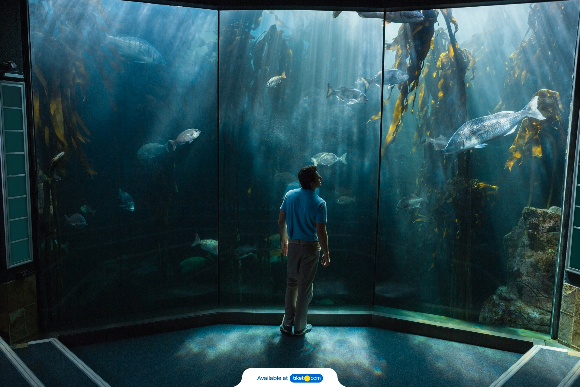 fish tank  (2).jpg
