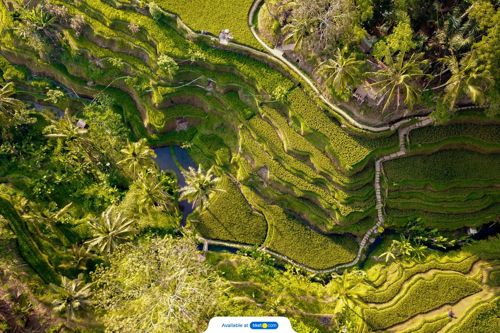 Central Bali All-You-Can-See Tour: Waterfall, Elephant Cave, Tirta Empul, Tegalalang Rice Terrace & Sacred Monkey Forest PQUZSSNm-backdrop