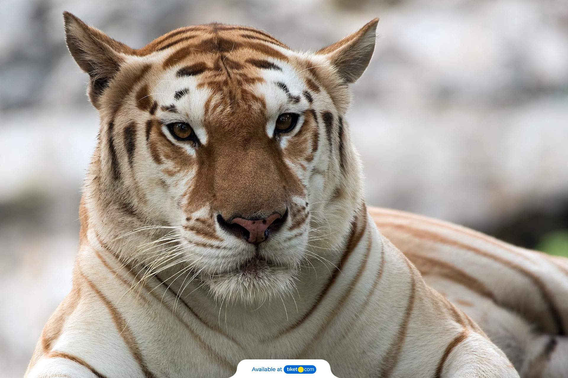 ZSL Whipsnade Zoo Harga Tiket Promo Up to 7