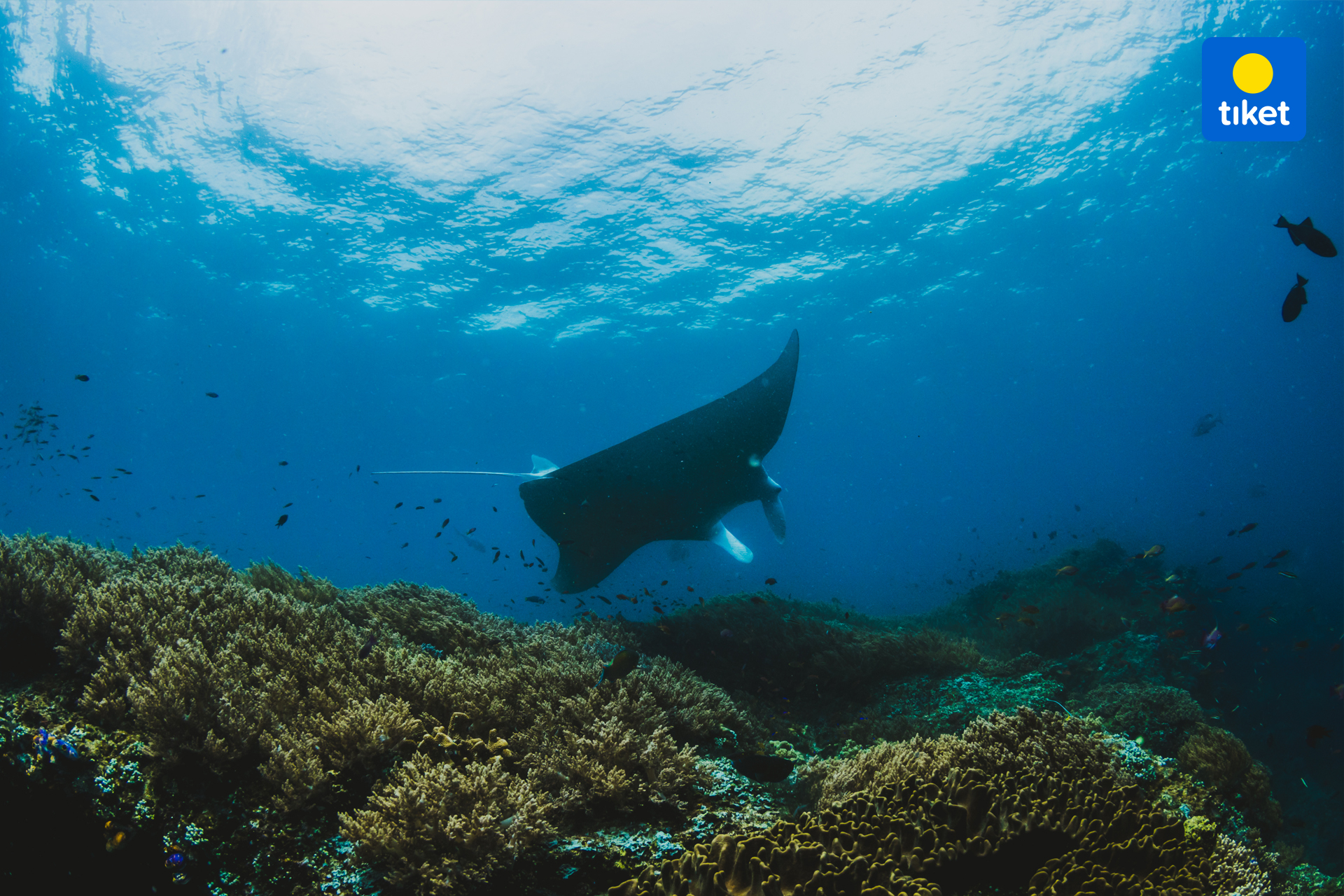 One Day Snorkeling Manta Bay and West Nusa Penida Tour by Penidago tdqBHNjv