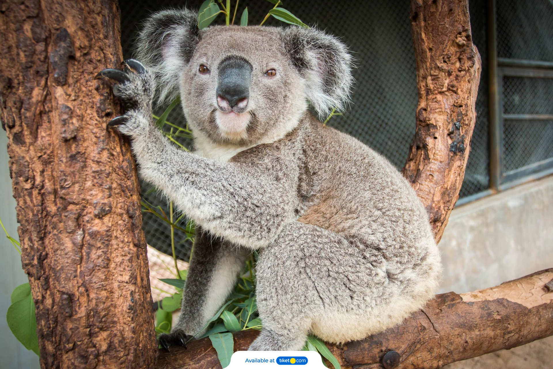 Featherdale Wildlife Park.jpg-backdrop