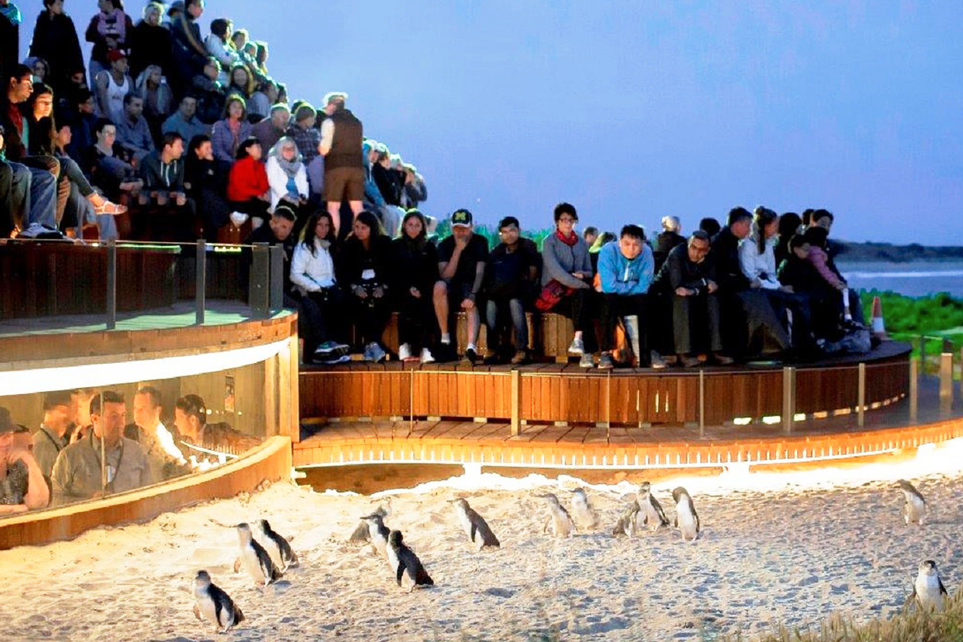 Penguin Parade At Phillip Island Nature Park Diskon 50 Harga Tiket Masuk Penguin Parade At Phillip Island Nature Park Diskon 50 Harga Tiket Masuk