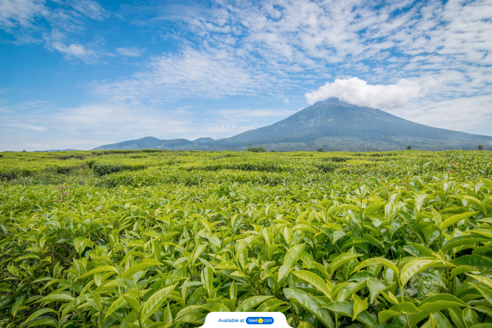 Kerinci mountain.jpg-backdrop