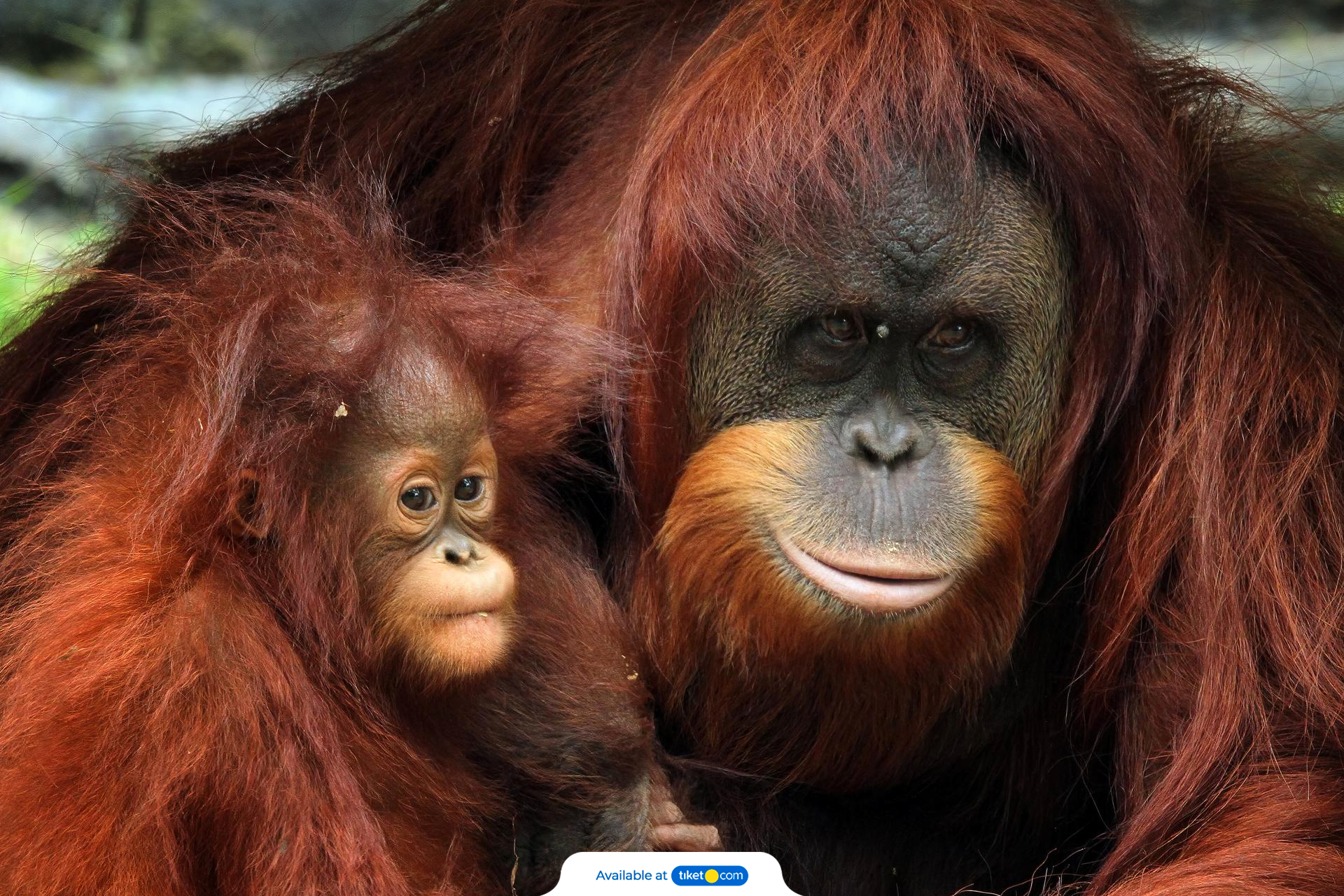 orangutan.jpg-backdrop