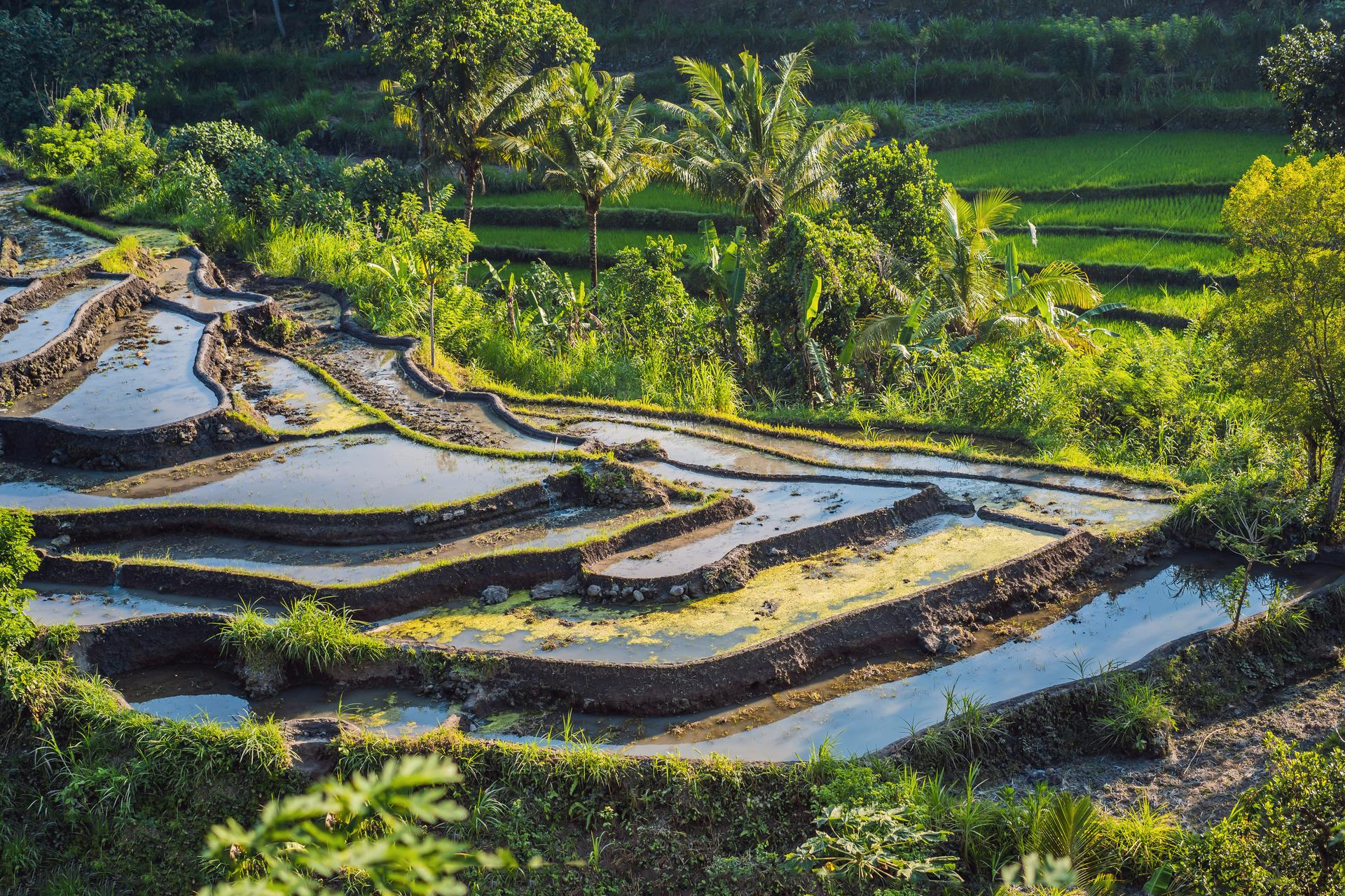 Best of Bali : Ubud, Rice terrace, Tanah lot temple with Lunch Diskon ...