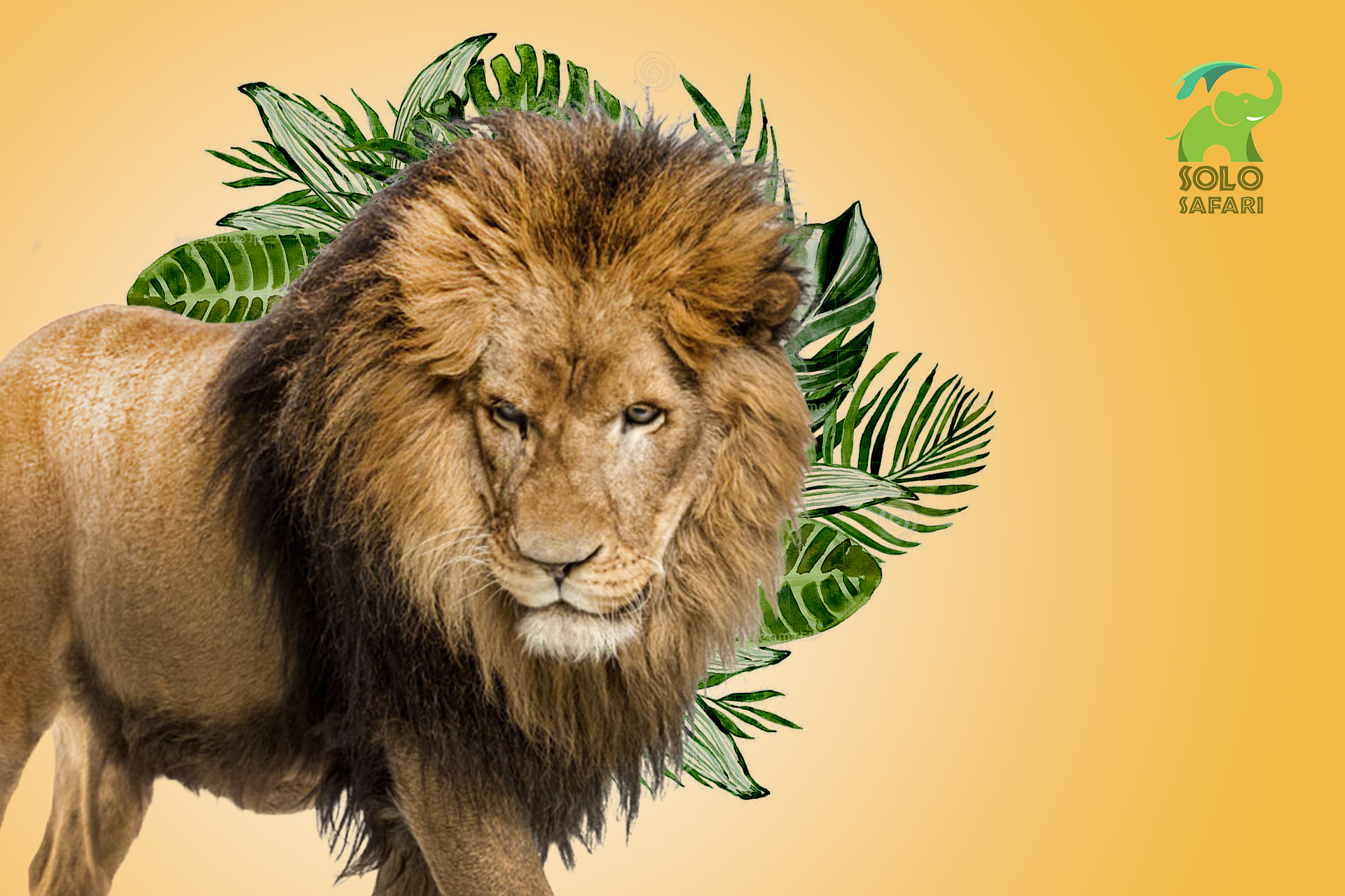 solo safari zoo 7.jpg