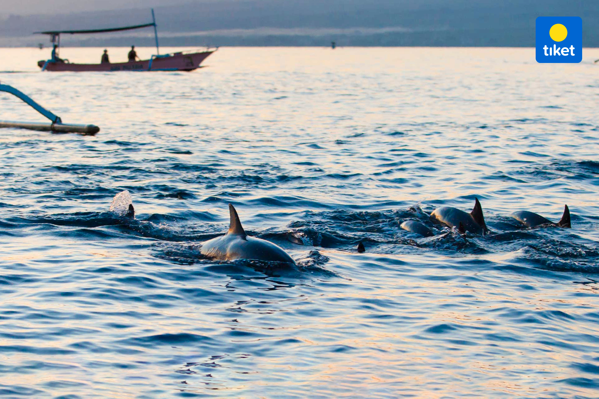 Lovina Dolphin Watching Tour and Snorkeling by Bali Best Adventure EwkPCL4e-backdrop