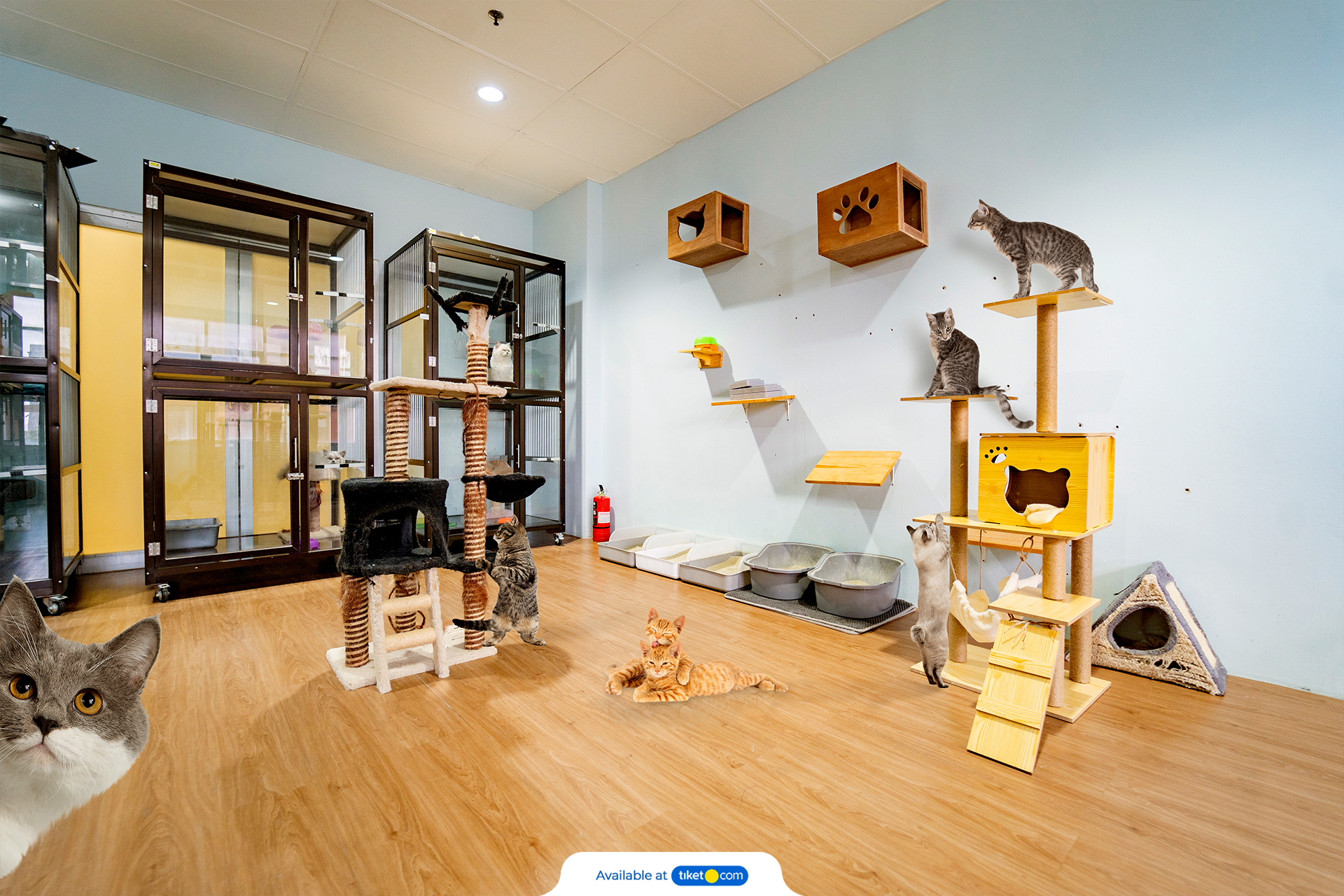 Pet Hotel Service