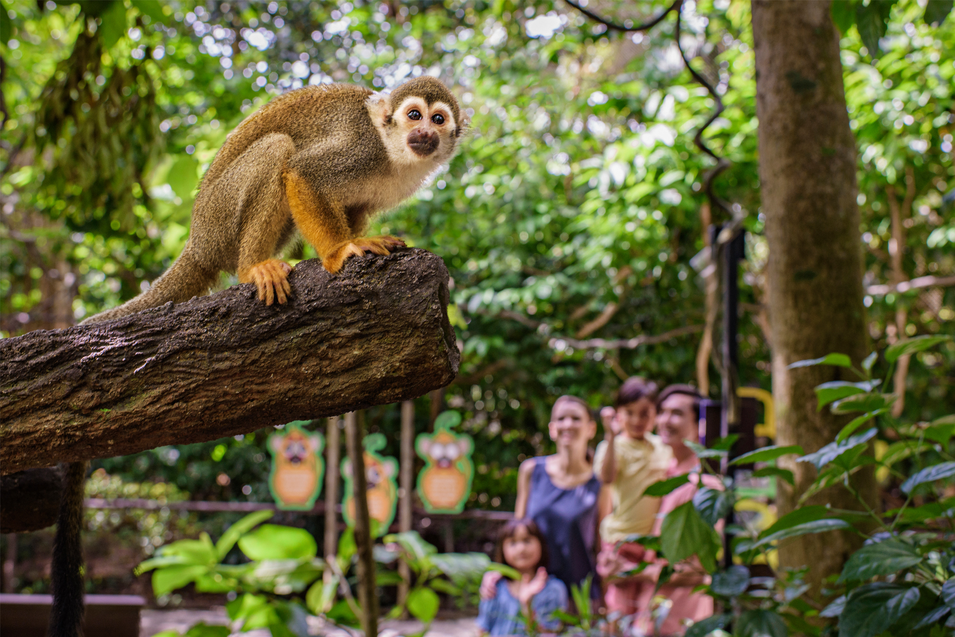 River Wonders Tickets | Mandai Wildlife Reserve 13FyrMjW