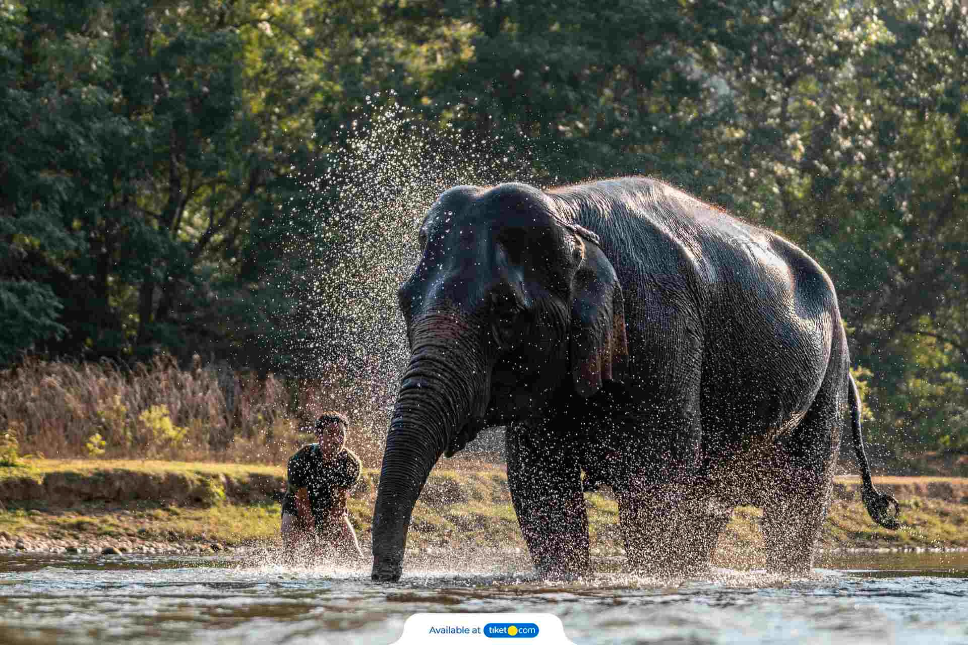 Lombok Wildlife Park Elephant Bath Experience eS8ydjzG-backdrop