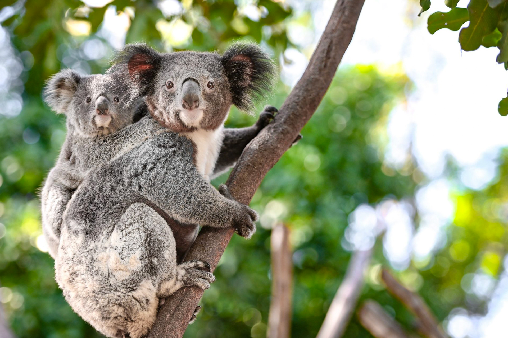 Featherdale Sydney Wildlife Park Ticket 3bdTwem8-backdrop