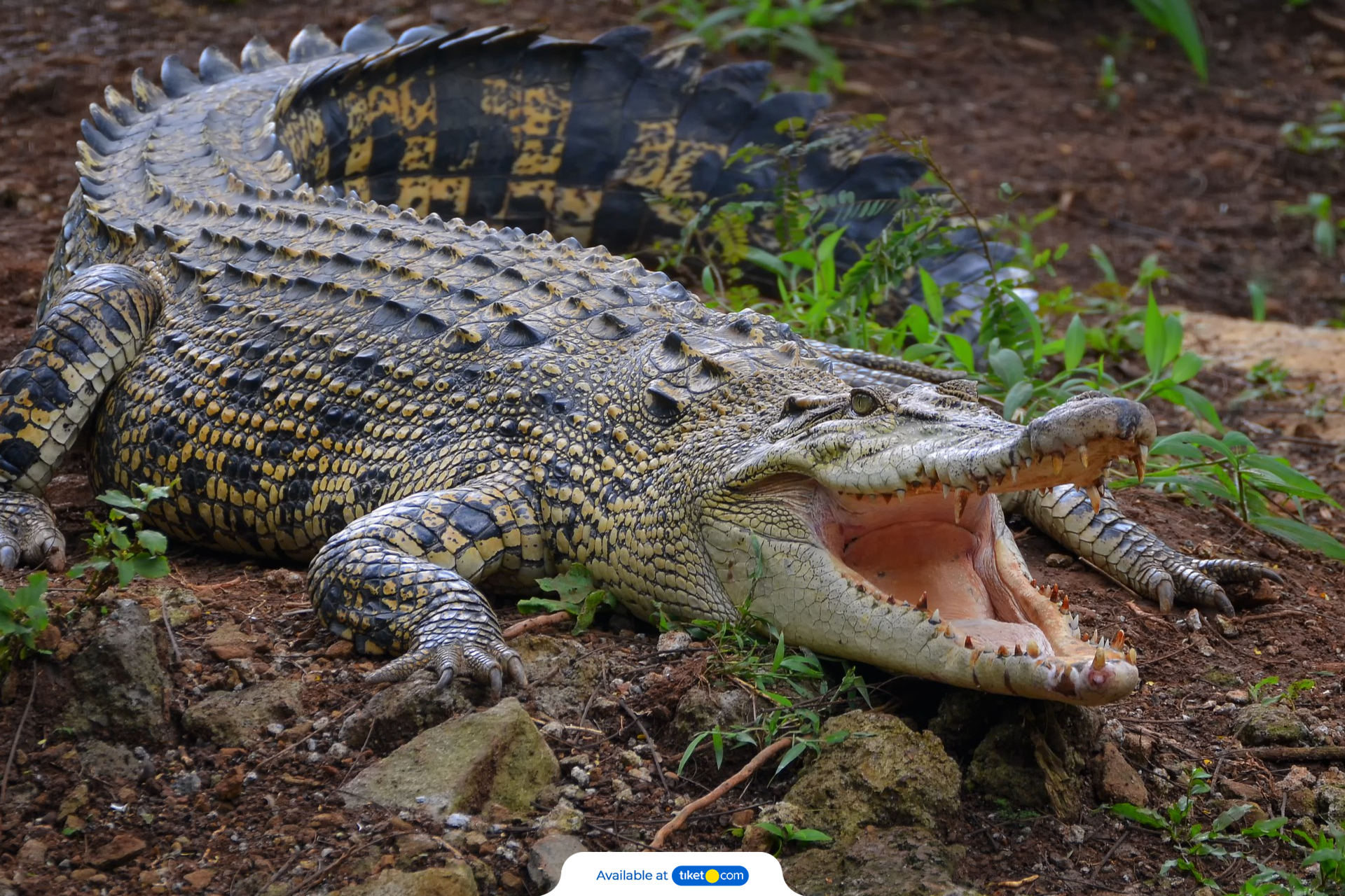 Hartley's Crocodile Adventures Ticket J1LUVAlj