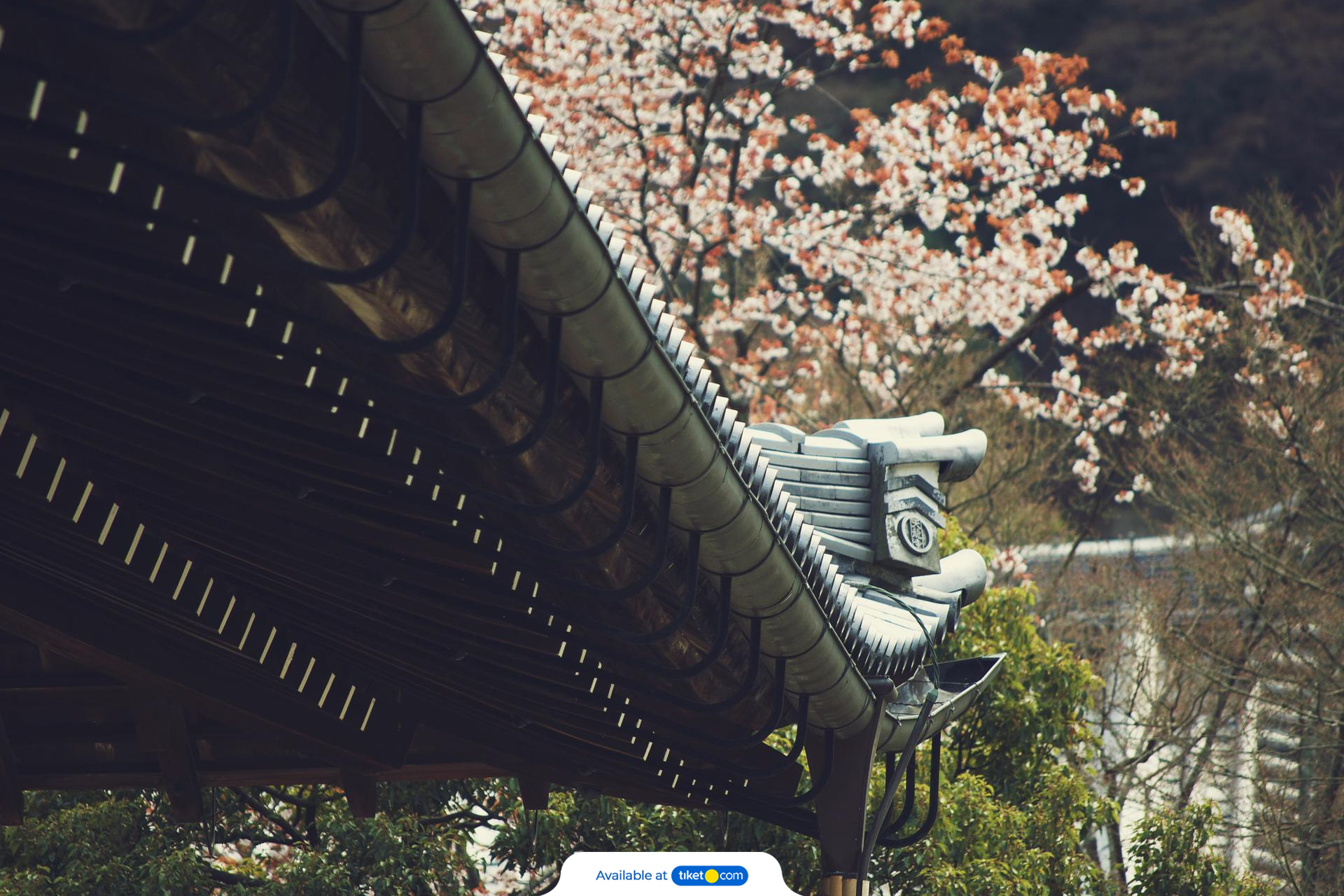 Hieizan Enryaku-ji Temple Admission Ticket in Shiga uQlFv4oK-backdrop