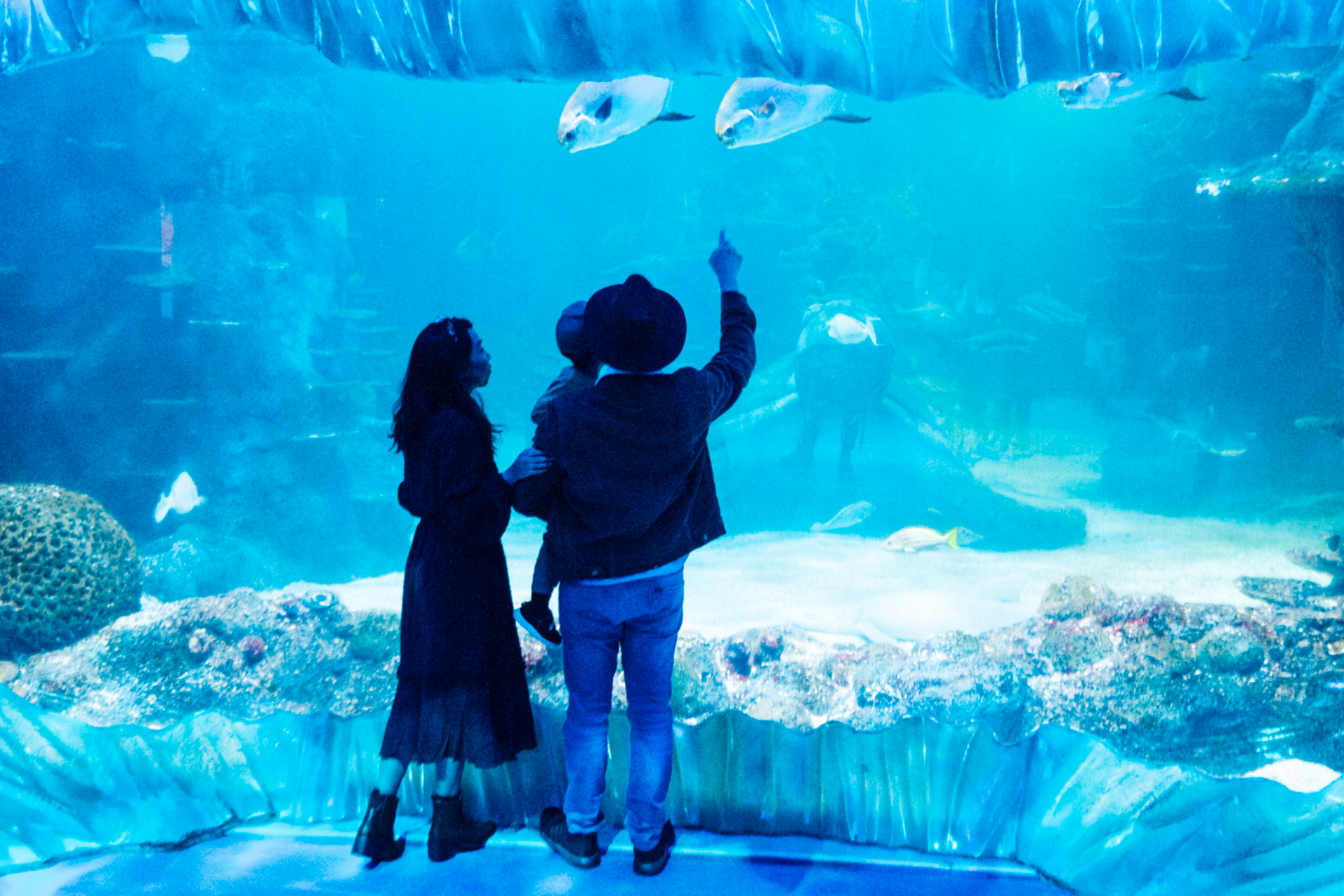 SEA LIFE Sydney Aquarium Ticket xyimOGPr-backdrop