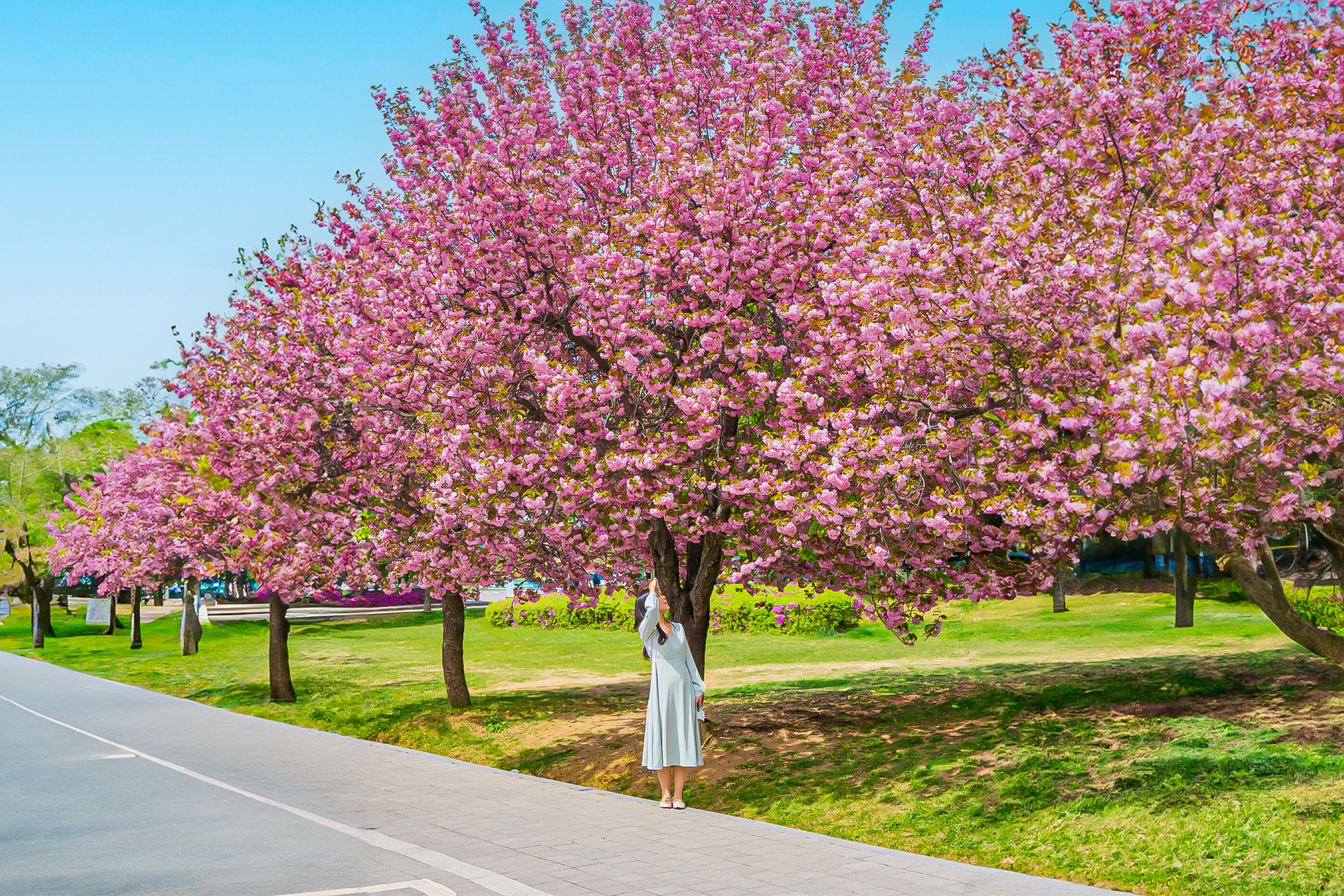 Seoul King Cherry Blossom Tour by Ktourstory h48y5n5c-backdrop