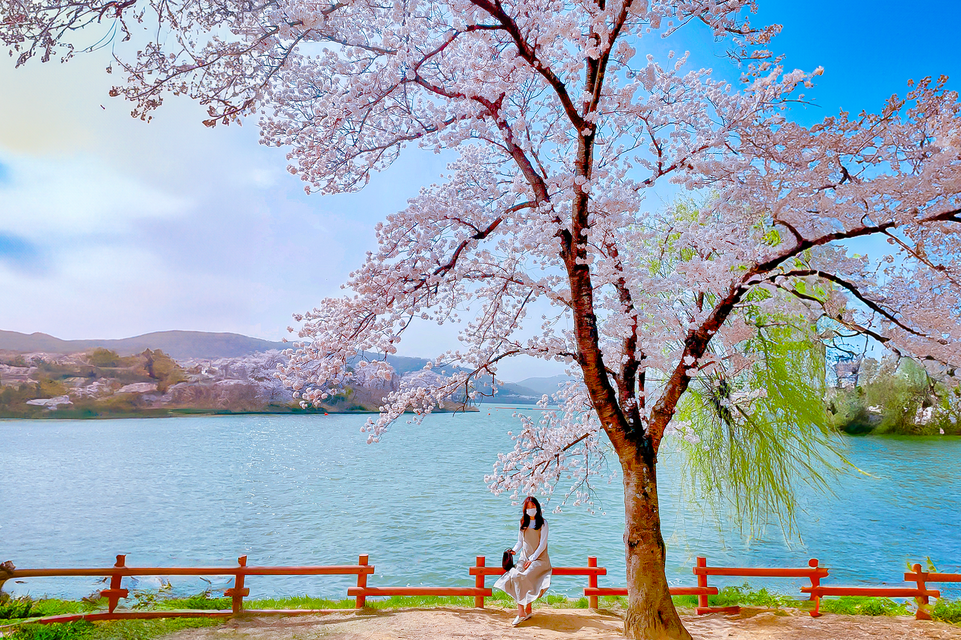 Gyeongju Cherry Blossom One day Tour – Depart from Busan by Ktourstory EojGsEEU