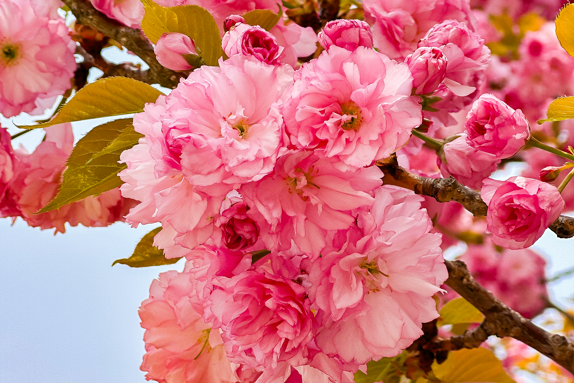 Seoul King Cherry Blossom Tour by Ktourstory iQeO10D9