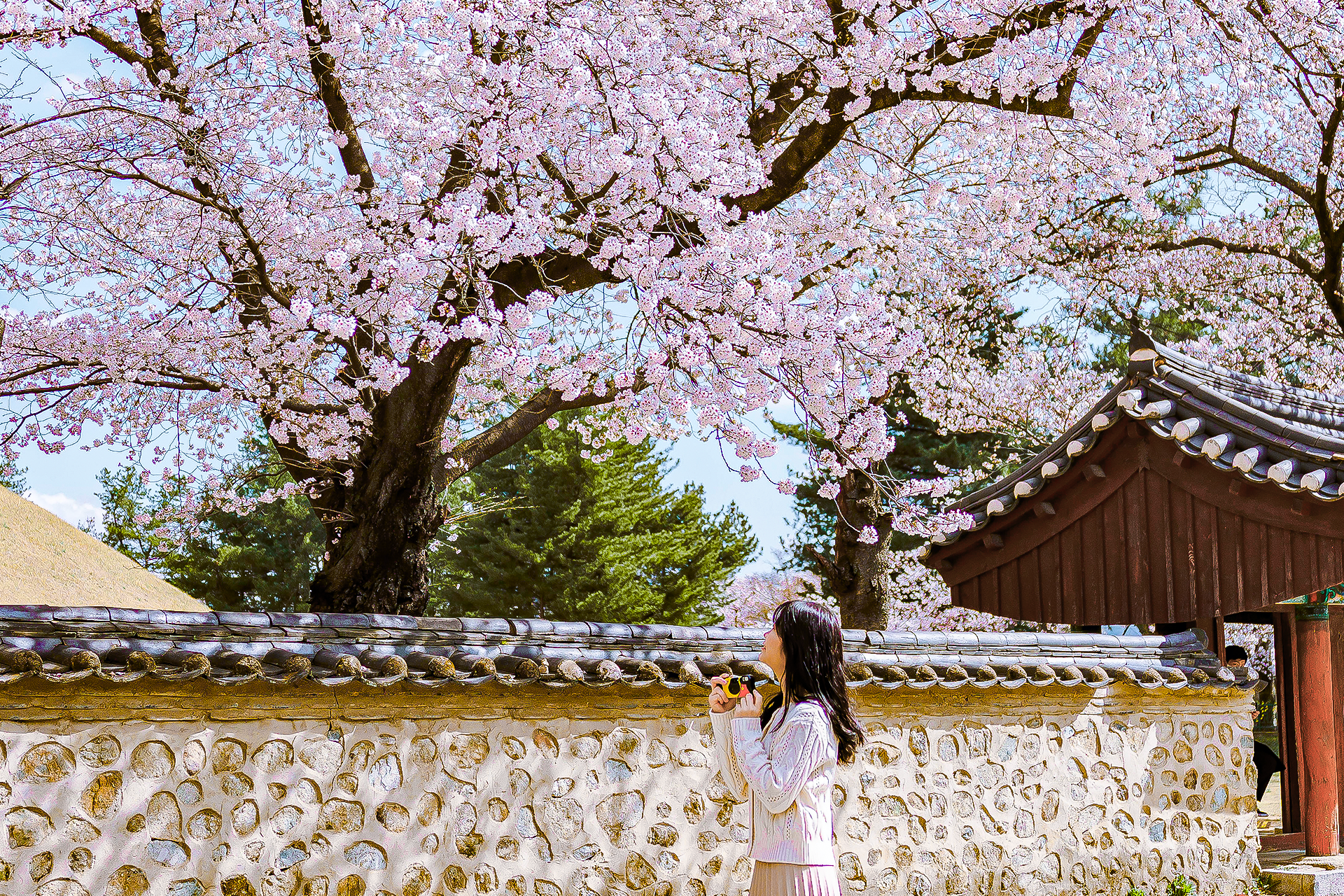 Gyeongju Cherry Blossom One day Tour – Depart from Busan by Ktourstory CKUorWsv
