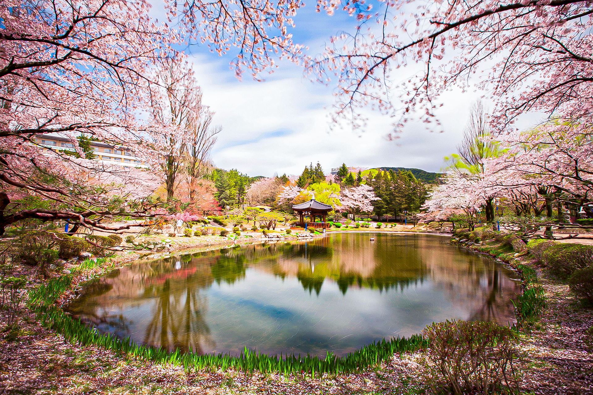 Gyeongju Cherry Blossom One day Tour – Depart from Busan by Ktourstory wfPEgD7G