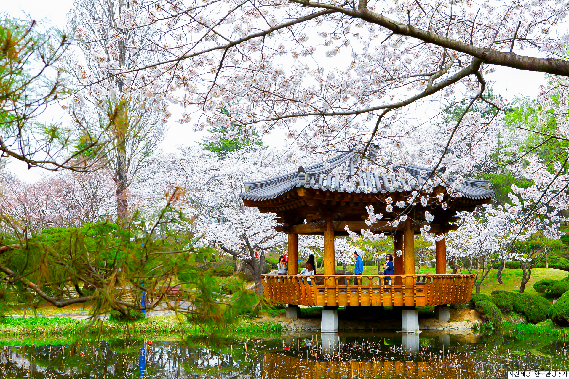 Gyeongju Cherry Blossom One day Tour – Depart from Busan by Ktourstory aN1PDirM